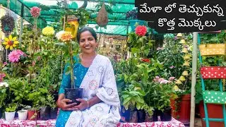 మేళా నుండి తెచ్చిన ఔషధ,పూల మొక్కలు 🌻New Medicinal & Flower Plants🌼 Nursery Mela 🌺 🌳🌲🌾Saileela Vlogs