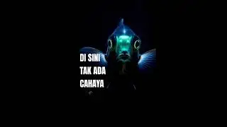 Barreleye Fish | Deep Sea&rdquo;# 1