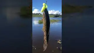 Tra&iacute;ra no grub! #fishing #pescaria #tra&iacute;ras #peixebruto #iscaartificial #iscasoft