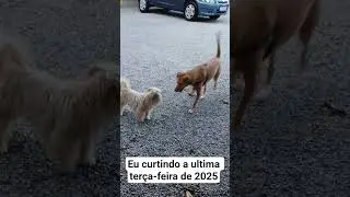 &uacute;ltima ter&ccedil;a-feira de 2025 #oldies #music #love #retro #pets