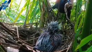 Mother Bird Feeds a Large Frog to its Hungry Chick