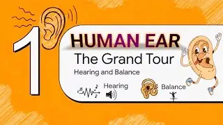 The Human Ear Explained In 5 Minutes I  The Incredible Journey Of Sound I Suryavat Institute