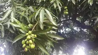 B Roll on Mango Tree + Voice Over