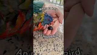 When To Help An Injured Bird #summeronshorts #animalrescue #animalencounter