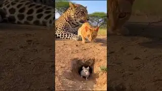 Leopard and Cat Wait&hellip; But the Mouse Is Smarter!