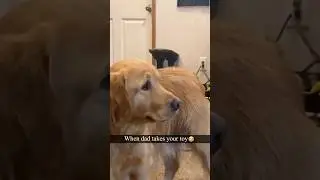 Funny dog 🤣🤣 #tiktok #laugher #funnydog #funnypet #cute #dog # #doglover #shortvideo #funnypet