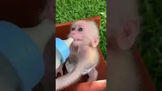 #monkey #babymonkey #adorablemonkey #short #poorbabymonkey #monkey2025
