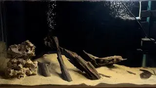 New Tank Setup for Geophagus Tapajos Red Head Fish | Aquarium | Cichilds