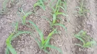 nag  ikot sa maisan