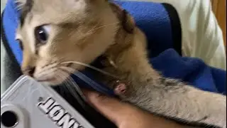 Наш домашний кот
