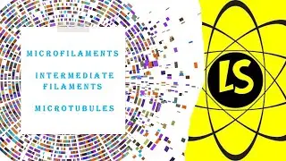 Microfilaments, Intermediate Filaments, and Microtubules