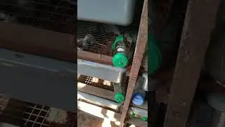 Tikus Asf African Soft Fur Rats Pakan Reptile