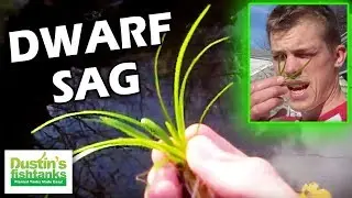 How to grow foreground plants: Dwarf Sag Species Sunday