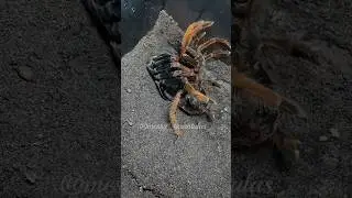 🖤🧡Pamphobeteus sp. Solaris (Colombian Pink Starburst), orange tarantula molting/ shedding
