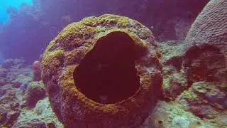 Scuba Diving at Lighthouse Point, Grand Cayman - GoPro Hero3