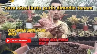 Mengatasi kutu dimedia dan mengangkat indukan yg tepat