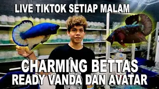 CHARMING BETTAS READY VANDA DAN AVATAR LIVE TIKTOK SETIAP MALAM