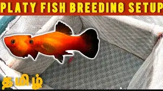 Platy fish breeding setup tamil 😍