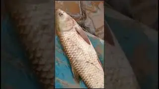 Big Weight Fish Video &New Fishing Video/#NayyabFishvideo