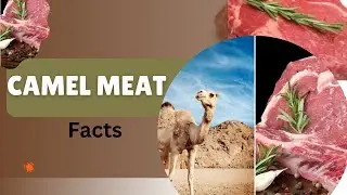 Camel Meat Facts
