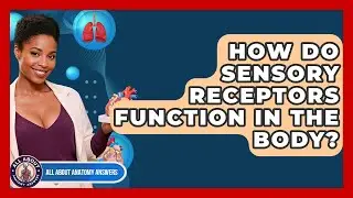 How Do Sensory Receptors Function In The Body? - All About Anatomy Answers