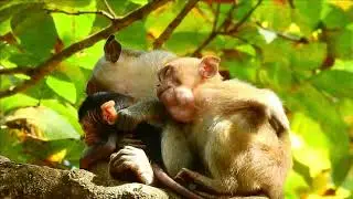 Wild Monkey Life