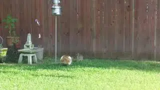 Mighty Hunter: Cat Tries to Catch a Rabbit
