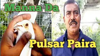 Manna Da Original Pulsar Paira.7003294338