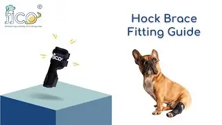 How to Fit the Fico Hock Brace on Your Dog | Step-by-Step Tutorial