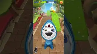 Shark Hank Loses Head Race #talkingtomgoldrun