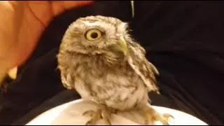 2- The baby Owl I found can't fly. Die Baby-Eule, die ich gefunden habe, kann nicht fliegen.