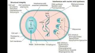 Inhibitors of bacterial cell wall synthesis; Drugs interfere with peptidoglycan synthesis