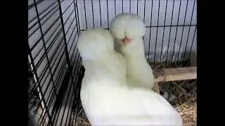 Sultan Chicken white, National Poultry Show Switzerland 2022