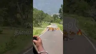 🐅🐅களக்காடு முண்டந்துறை புலிகள் காப்பகம் வனவிலங்குகளின் புகலிடமாக உள்ளது.🐅🐅#களக்காடு#nellai #tigers