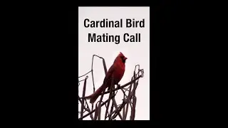 Cardinal Bird Mating Call #shorts