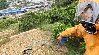 【いつもの作業】農薬を散布する