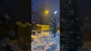 Ёлки 2026😌#beautiful #nature #shorts #shortvideo #happy #love #music #newmusic #елка 🌲