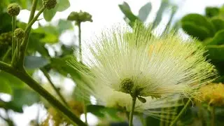Women's tongue tree