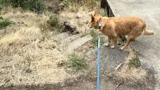 Mt. Hood National Forest: Fish Creek Campgnd. Exploring the bridge and boat launch with Hana Part 2.