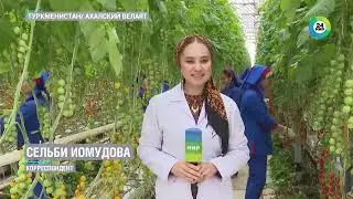 Turkmenistan Weather: Winter Harvest