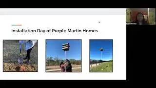 Nesting Population of the Purple Martins Progne Subis