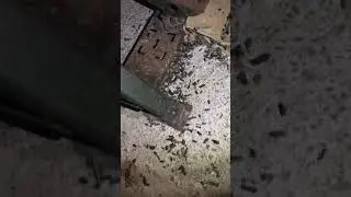 Super heavy rat droppings evidence in garage