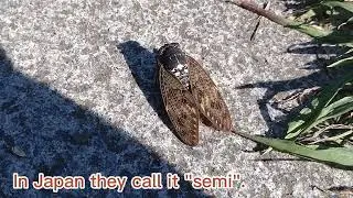 My Son Like Cicada