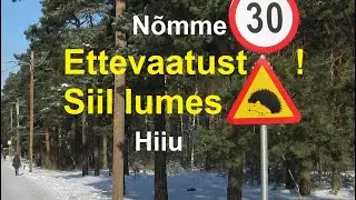 Siil lumes. Ettevaatust !
