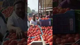 class tomato action today plamaner vegetable market palamaner tomato price today #palamaner #tomato