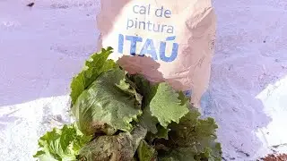 Cal de pintura cal virgem na horta 