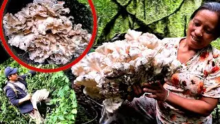 bunch of wild mushroom in the jungle || Bhumi village VLOGS , Nepal ||