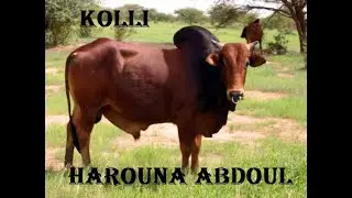 HAROUNA ABDOUL