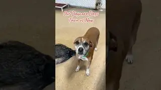 Our Daycare Dogs Then vs Now #doggydaycare #dogshorts