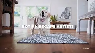 Meet Whistle GO, The Ultimate Pet Health + Location Tracker